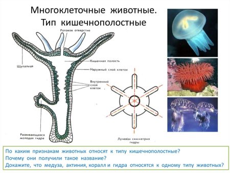 Сравнительная характеристика кишечнополостных Гидроидные