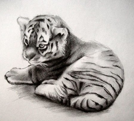 Рисунки животных карандашом
