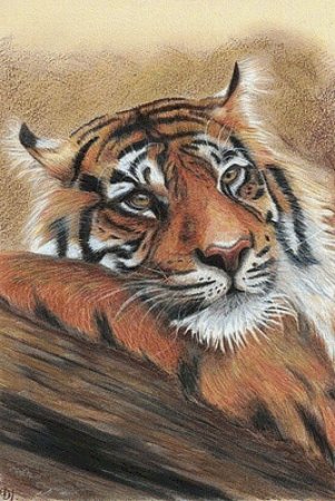 Рисунок тигра