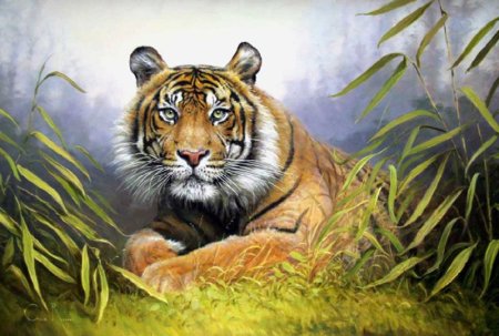 Рисунок тигра карандашом