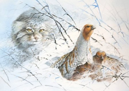 Камышовый кот (Болотная Рысь)