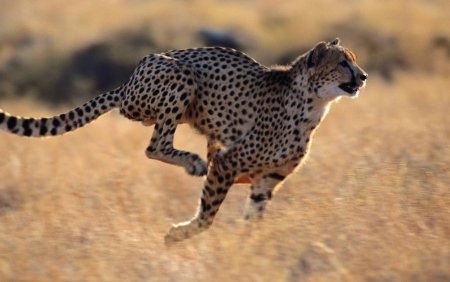 Cheetah (гепард)