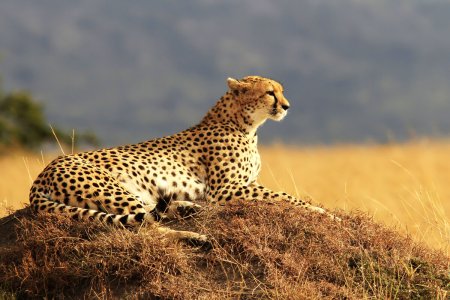 Cheetah (гепард)