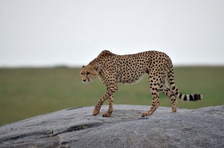 Cheetah (гепард)