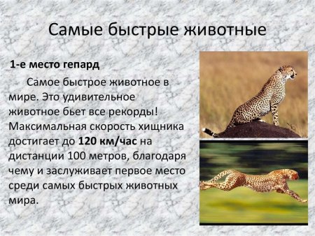 Гепард бежит