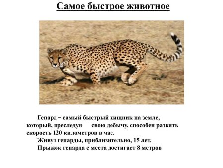 Максимальная скорость гепарда