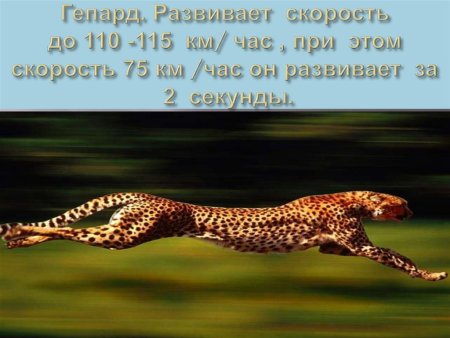 Животные Африки описание
