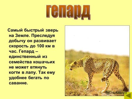 Скорость бега животных
