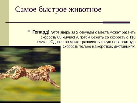 Гепард презентация