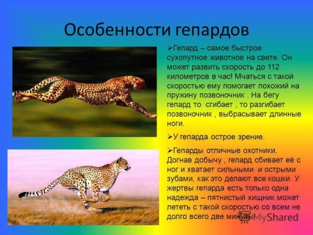 Интересные факты о гепарде