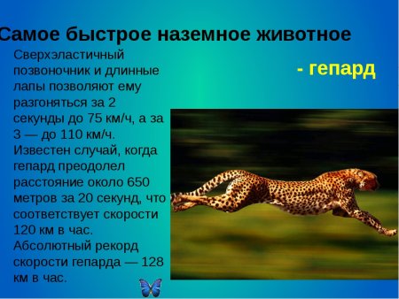 Доклад про животных