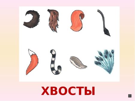 Чей хвост