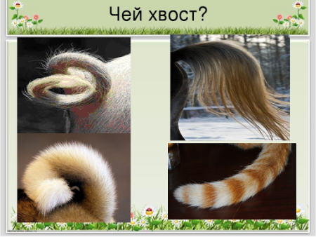 Хвосты разных животных