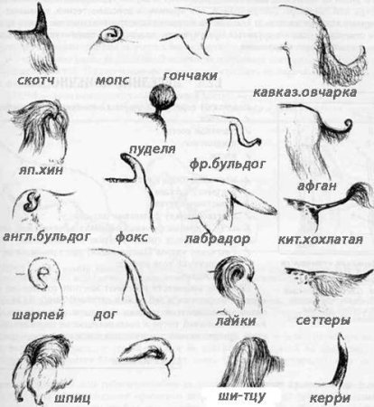 Форма хвоста