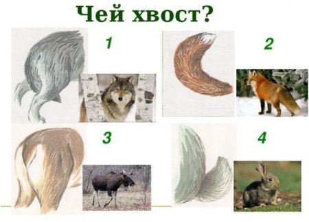 Чей хвост Дикие животные