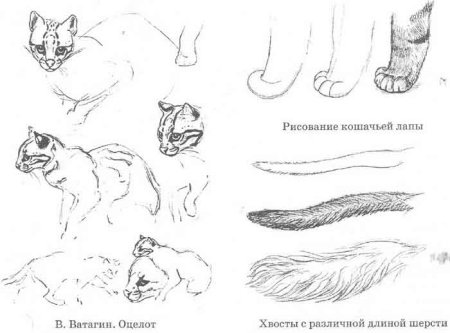 Зарисовка шерсти зверей
