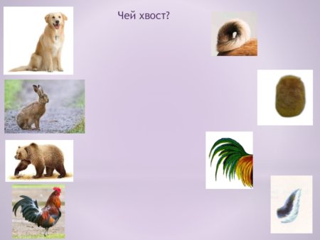 Чья голова Дикие животные