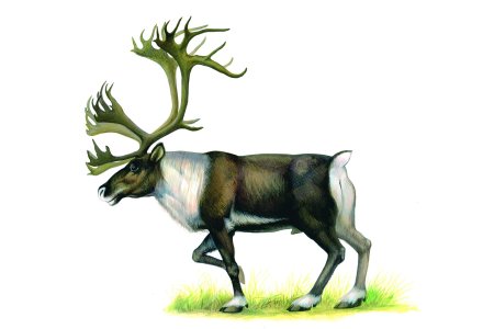 Дикий Северный олень Республики Коми