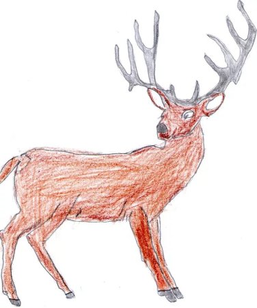 Олень цветными карандашами