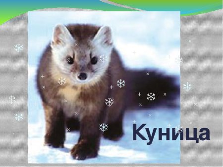 Животные Коми края