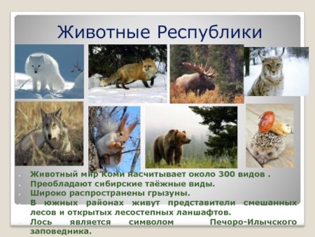 Растительный и животный мир Республики Коми