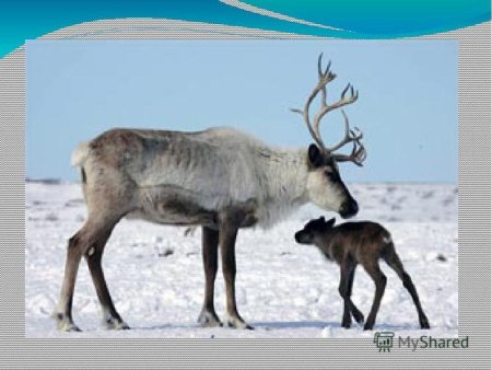 Северный олень для дошкольников