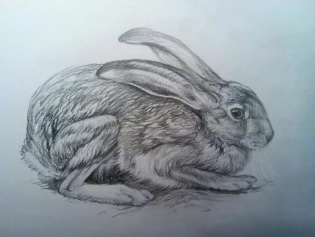 Заяц набросок