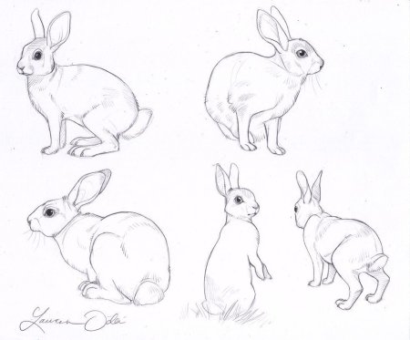 Кролик набросок