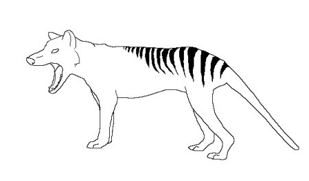 Тасманский сумчатый волк рисунок