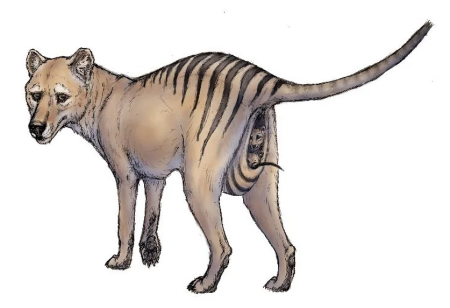 Тасманийский волк (тилацин)