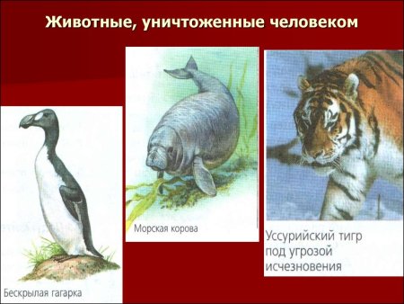 Животные которые занесены в красную книгу Свердловской области