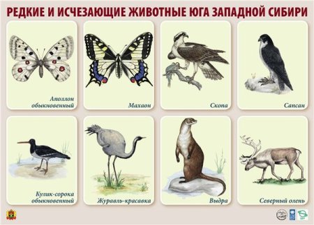 Редкие и исчезающие растения и животные