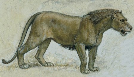 Американский Лев Panthera Leo spelaea