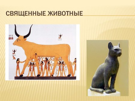 Свеще нные животные древнего Египта