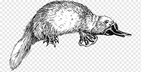 This is a Platypus Мем