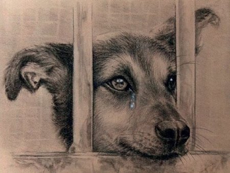 Цитаты про собак