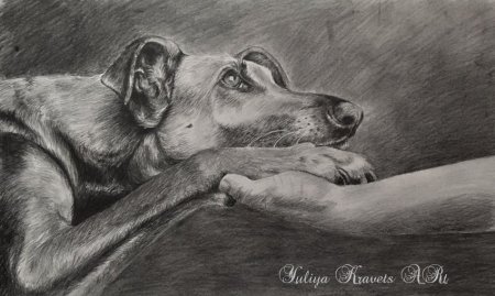 Собака друг человека рисунок