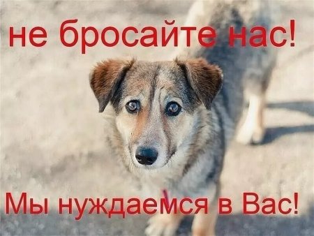 Бездомные животные хотят кушать
