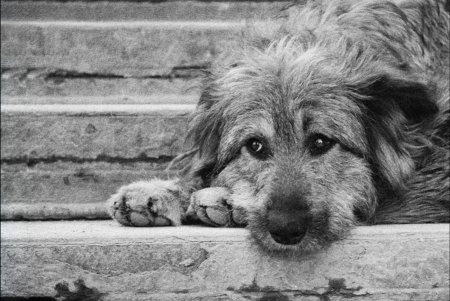 Грустная бездомная собака