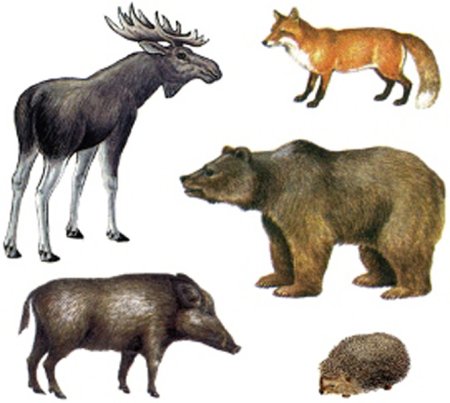 Млекопитающие для детей