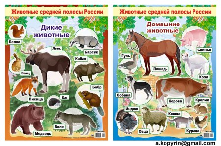 Медведь заяц лиса еж волк белка Дикие животные