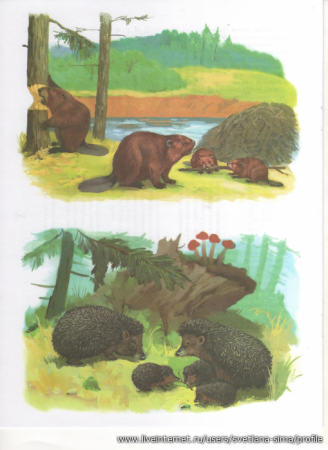 Познавательные наклейки кто живет в лесу