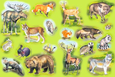 Животные средней полосы