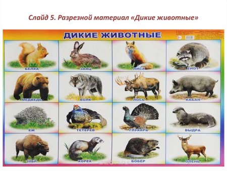 Плакат Лесные животные