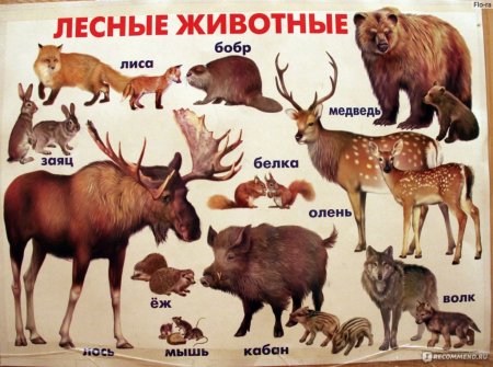 Рисунок лисы