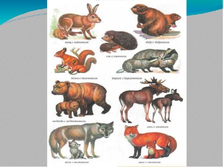 Животные России для детей