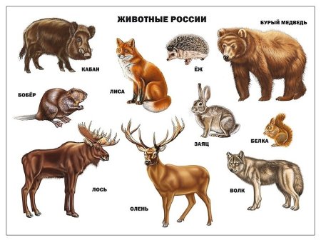 Раскраска Лесные животные