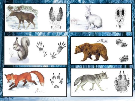 Животные леса вырезать для детей