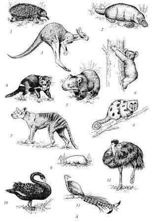 Царство нотогея фауна