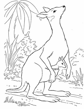 Кенгуру раскраска